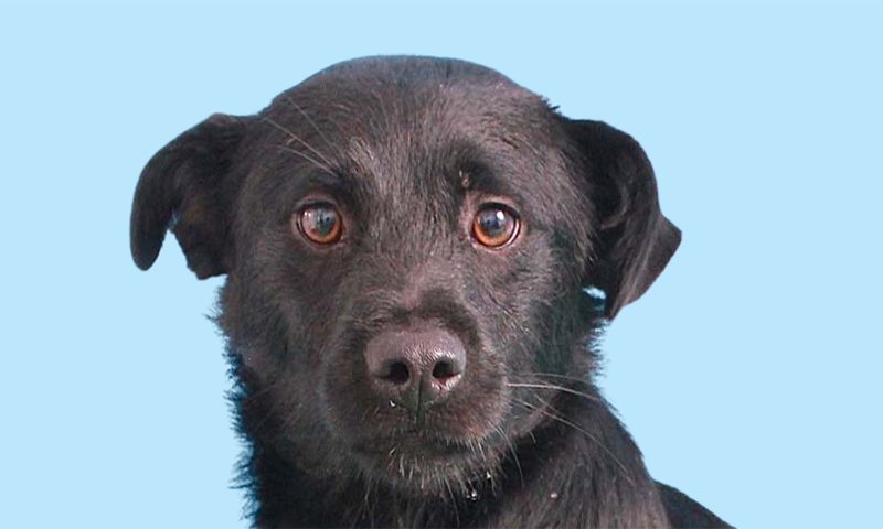 How you can help ROLDA to rescue more animals by recycling?