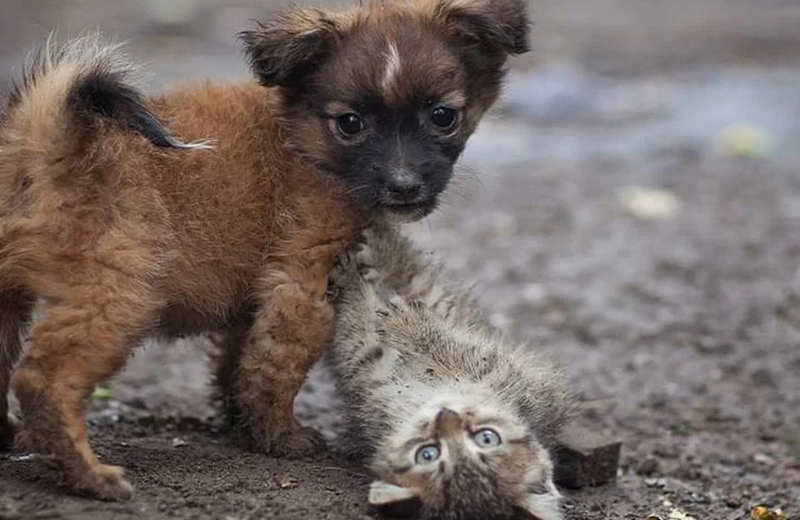 <span style="padding: 0 6px; background: #f3c72a;">#GiveHope</span> to homeless animals that have nobody else