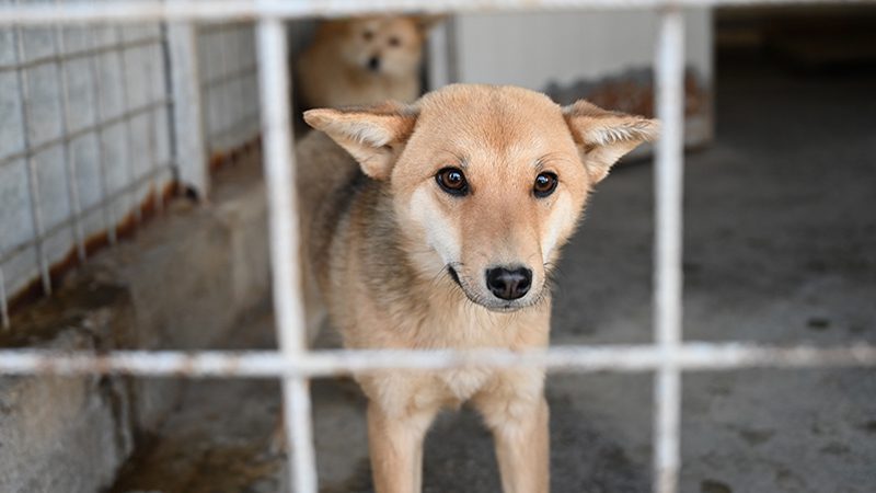 Adopt a dog in Lancashire