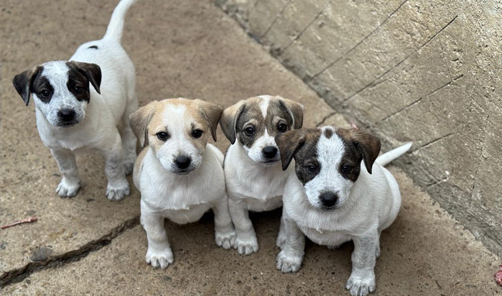 Corporate partnership