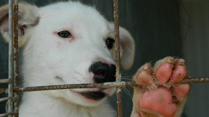 Adopt a dog in Plymouth