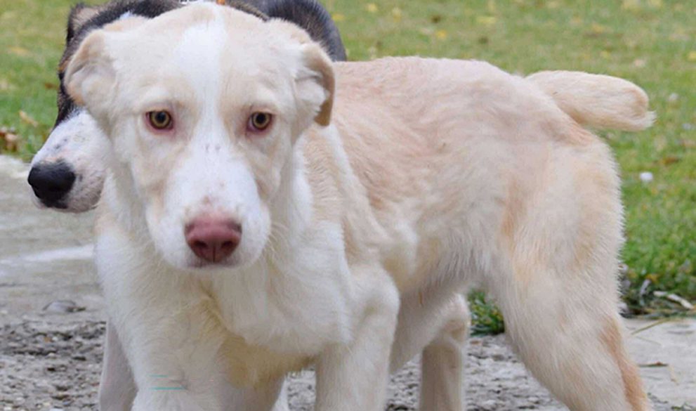 A heartfelt tribute honouring every dog, filled with memories and love.