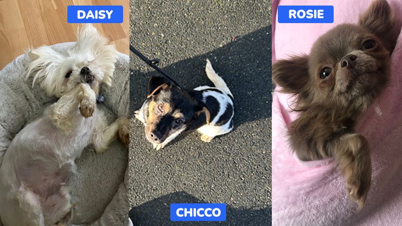 Happy Tails: #ROLDAdogs adopted in UK