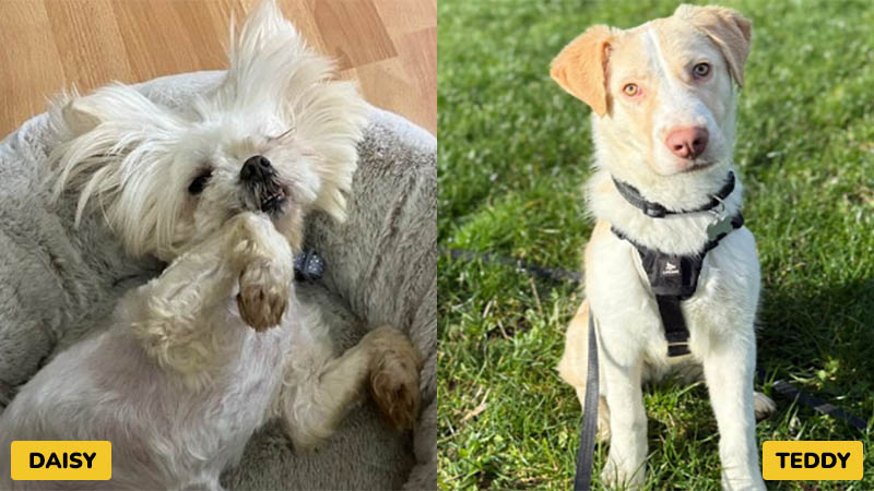 The Power of Fostering